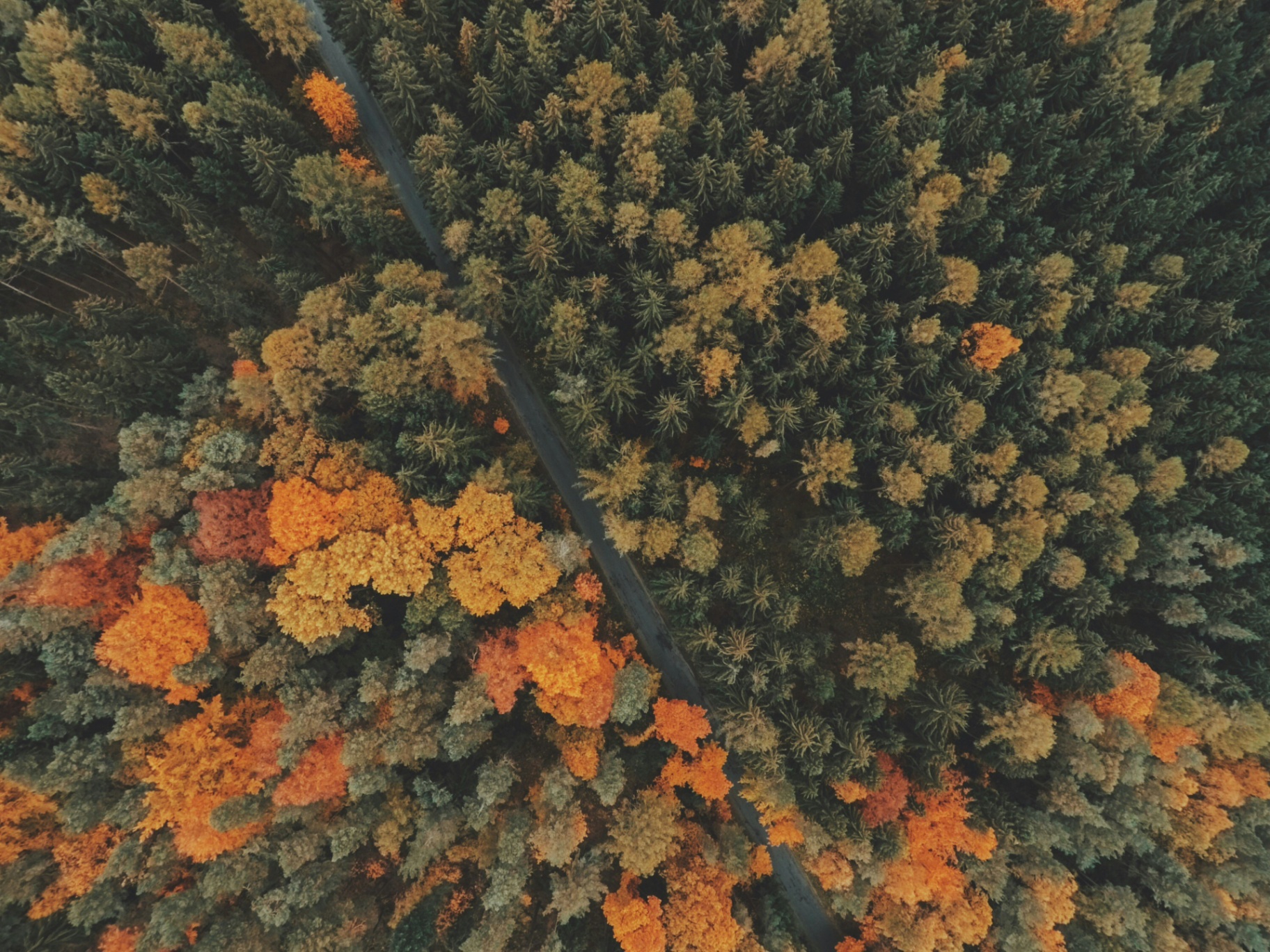 Aerial view of forest canopy